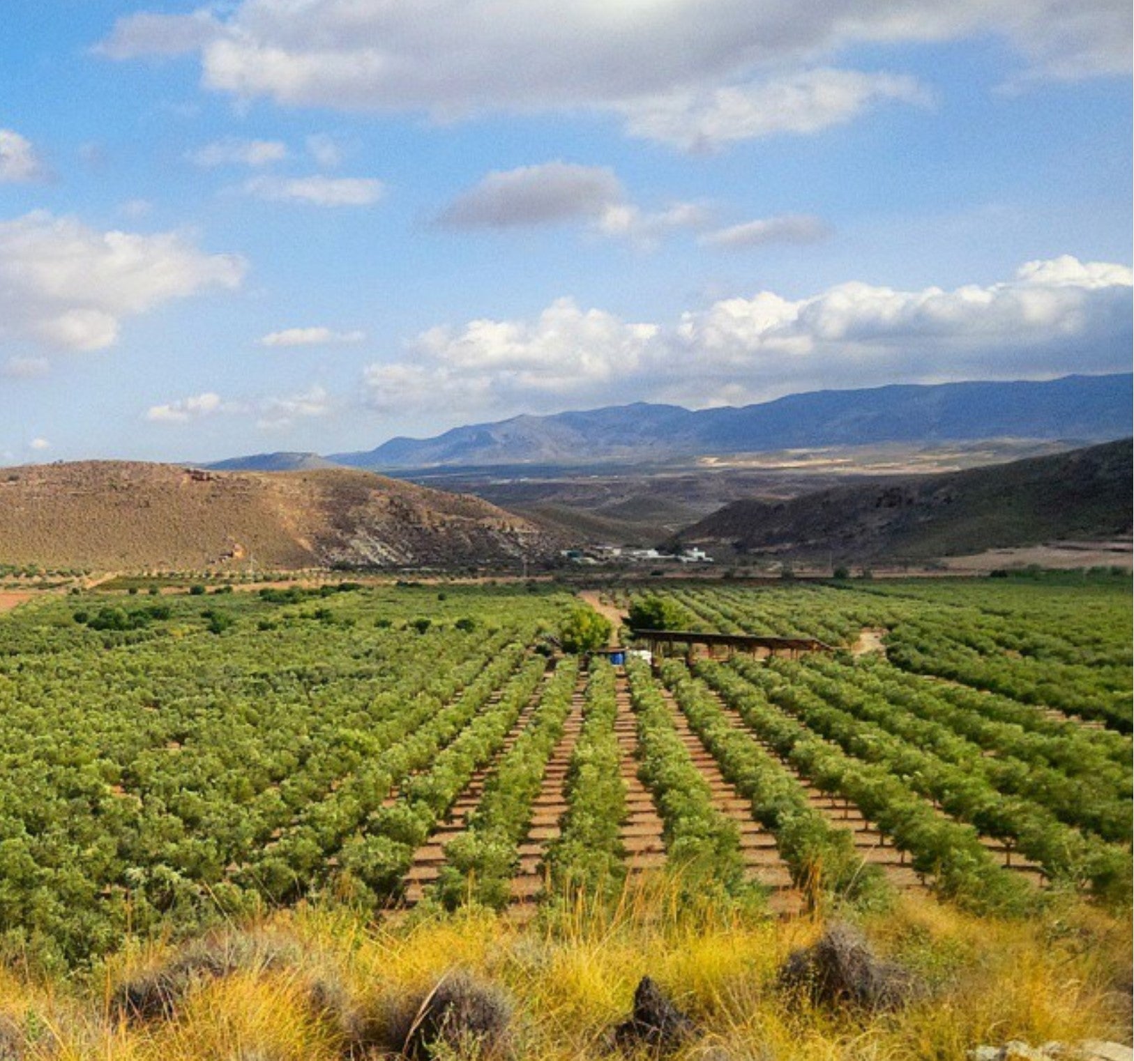 Oro Del Desierto-Coupage Organic Extra Virgin Olive Oil