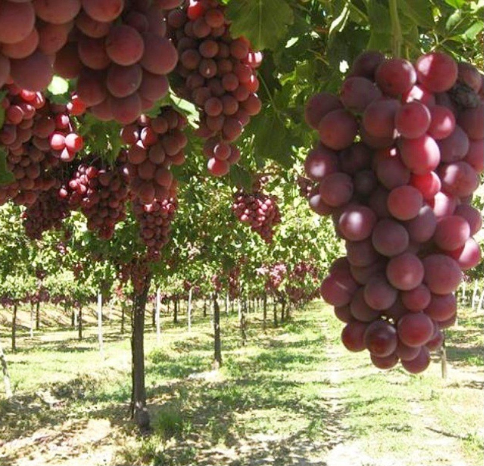 Oro Del Desierto - Organic Balsamic Vinegar